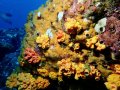 Healthy reefs